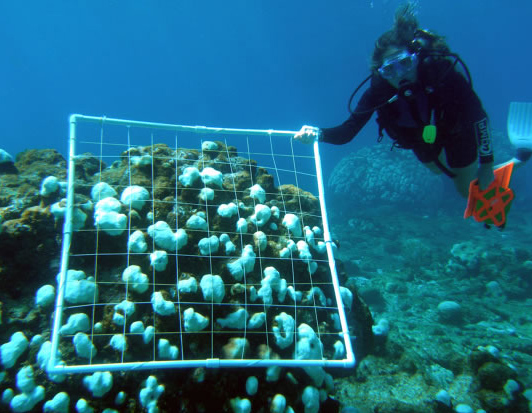 Diver with Quadrat Examining a Bleached Reef