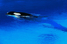 Killer whale