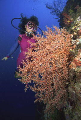 Image of a scuba diver in a coral reef. 