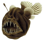 humpback anglerfish