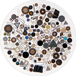 marine diatoms