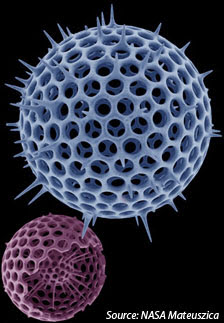 radiolaria