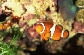 Clownfish