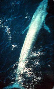 blue whale