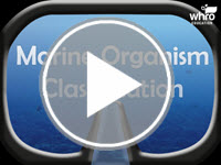 Marine Organism Classification Interactivity