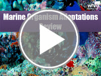 Marine Organism Adaptations Review Interactivity