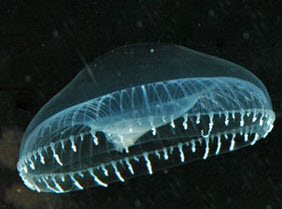 bioluminescent jellyfish