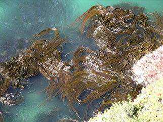 kelp