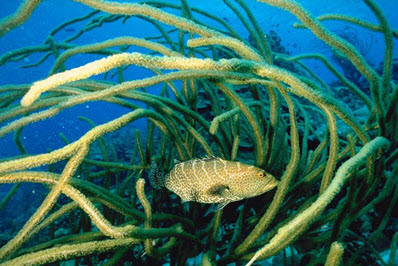 fish in marine plants