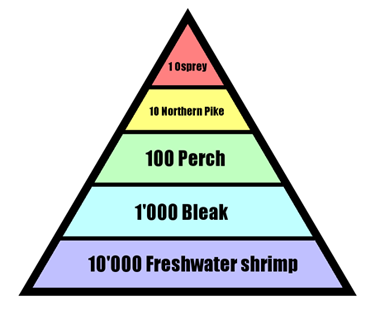 Energy Pyramid