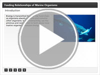 Feeding Relationships of Marine Organisms Interactivity