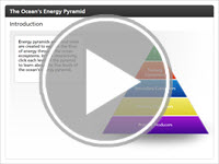 The Ocean's Energy Pyramid Interactivity