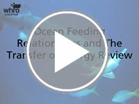 Ocean Feeding Relationships and The Transfer of Energy Review 