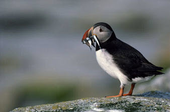 puffin eating fish