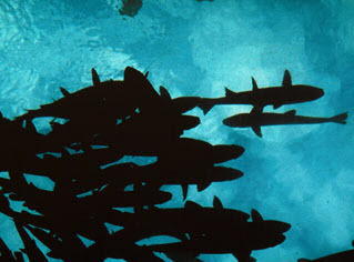 sharks in shadows