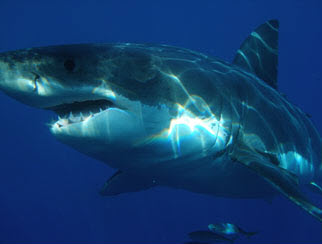 Great White Shark