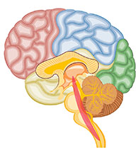 Split View of the Brain