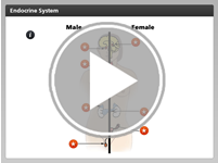 The Endocrine System