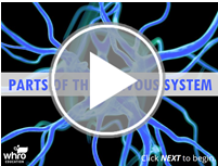 Parts of the Nervous System