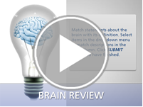 Brain review