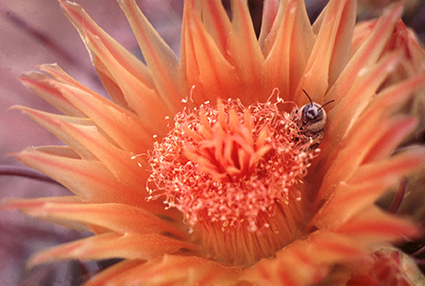 Bee on a bright flower