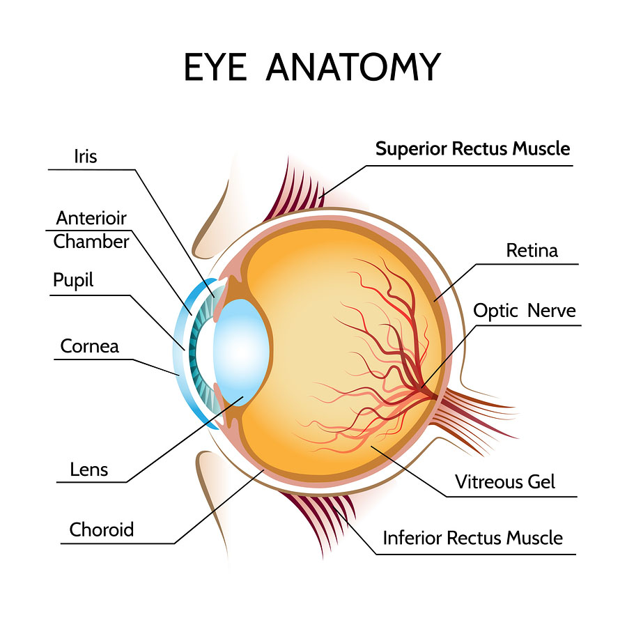 anatomy of the eye