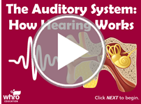 The Auditory System: How Hearing Works