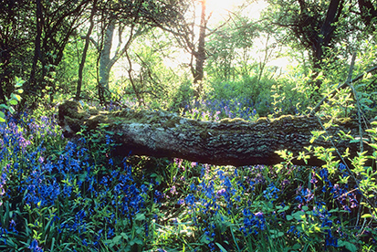 Fallen Tree