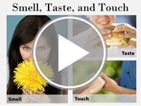 Smell, Taste, and Touch