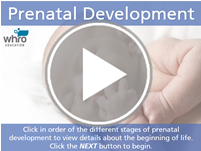 Prenatal Development