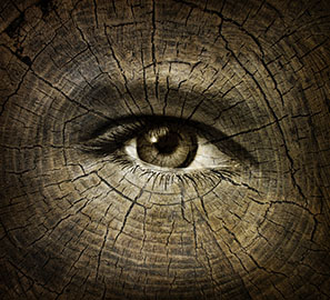 An eye contrasted with and aging tree