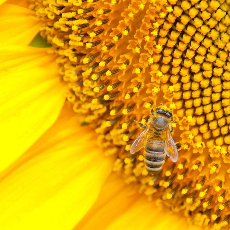 bee on top of a yellow flower