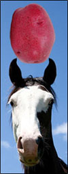 Image of horse with potato