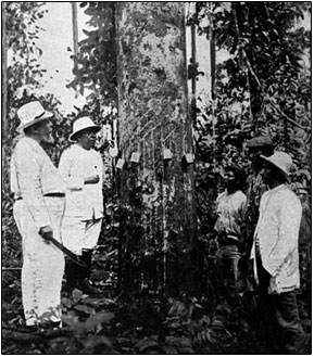 Image of rubber tappers, colonial officials and a rubber tree. 